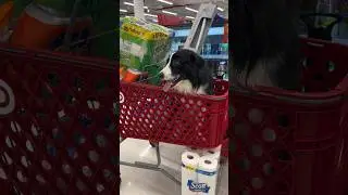 Target Run ft my Dog Levy. Stocking up on cleaning supplies  #routinevlog #targethaul