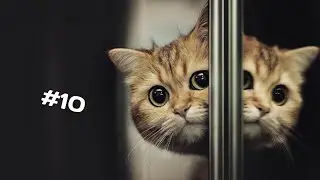 😺 FUNNY CATS #10  | Приколы с котами 2022 😺