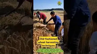 Old-fashioned wheat harvesting techniques
