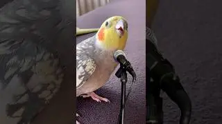 Sultan papağanı Mecnun şarkı s&ouml;yl&uuml;yor #cockatiel #song #pets