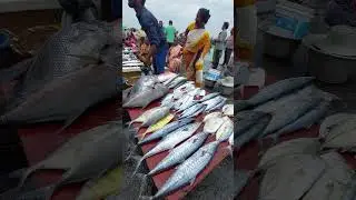 Busy Kasimedu Fish market, Chennai. Big Fishes. #fish #market #women #food #foodie #viralshorts