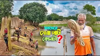 জানেন !! সবচেয়ে সেরা পাট কোনটা ? Jute Farming | লম্বা বেশি- নরম আঁশ- সেরা রং | Raja Pat | রাজা পাট