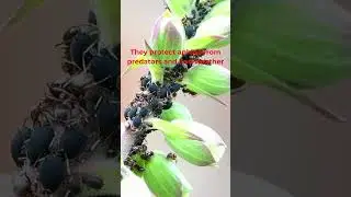🐜 Ants & Aphids Teamwork | Amazing Insect Cooperation