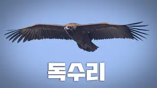 얘가 진짜 독수리