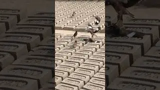Birds in a Real-Life Battle! #birds