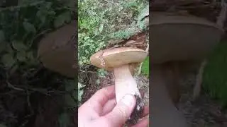 Lesn&eacute; hr&iacute;by. Boletus #fungi #huby #hriby #houby #funghi #grzyby #grzybobranie #dubaky #mushroom
