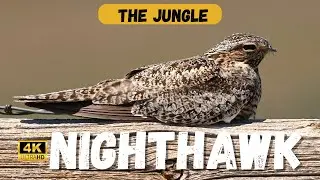 The FASCINATING Story of the Nighthawk
