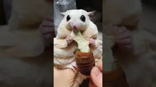 This Rare Animal Has a Very Strange Taste ⭕👽