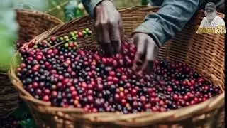 Tanam kopi sekarang 2 tahun jadi sultan