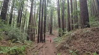 Redwood Regional Park - Oakland