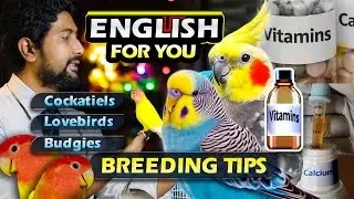 Lovebirds, Cockatiels & Budgies Breeding Guide (Course Results) | English for You