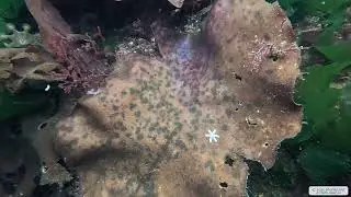 Six Rayed Star 1 | Vancouver Island | Underwater 4K | Snorkelling | 07 10 2025