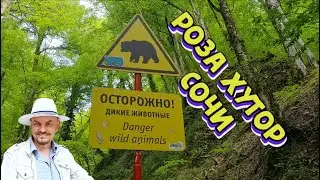Встреча с медведем на Тропе Здоровья Роза Хутор, Сочи, 29.05.2021