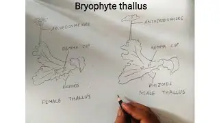 how to draw Bryophyte Thallus