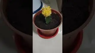 Touching a cactus for no reason