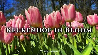 Кёкенхоф в цвету - район озера 🇳🇱🌷