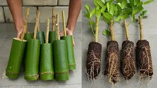 🌿FASTEST Way to Propagate Lemon Trees FAST Without Fail🍋#live