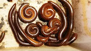 Amazing! Catch a Venomous Baby Centipede, Giant Millipede, Small Red Millipede..