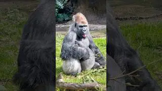 Why are they called Silverback gorilla #gorillas #silverback