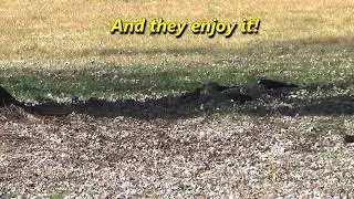 Bird Party