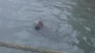 Sammy The Seal in Howth Harbour