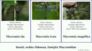Insecta, ordine Odonata, famiglia Macromiidae macromia pacifica splendens magnifica melania moorei