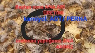 17 Mayıs ANA ARI ÜRETİM SÜRECİ