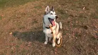 Impossibly Cute Husky Puppy: Wolfie Growing Up Pt2