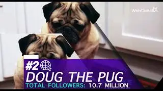 Top 10 Pet Influencers on Instagram and Social Media
