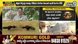 సంక్రాంతి హీరోలు! బరిలో నిలిచే ఈ కోళ్ల గురించి మీకు తెలుసా ఒక్కో పుంజు    ఒక్కో యోధుడు | Prime9
