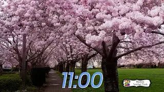 Cherry Blossom Classroom Timer - No Music - 11 Minutes