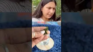 Clear Pigmented Skin Naturally ||Ayurvedic Skincare Remedy🍃&rdquo; ||#skincare #tulsi #shorts