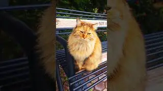 Wait for it... 😹 Just a typical day in the world of cats! 🐾​#Shorts #CatLife #FunnyCats #Meow