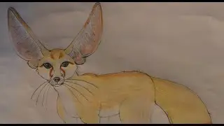 Fennec Fox (Vulpes zerda)
