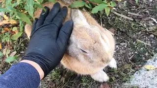 I petted the rabbit and it melted.