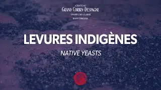 Les levures indig&egrave;nes
