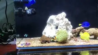 NANO MARINE TANK adding a soft coral , In period to make it REEF TANK ‼️OF OCEAN FREE - 96L