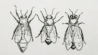 Honey bee Drawing/ How to draw Honey bee practical Drawing