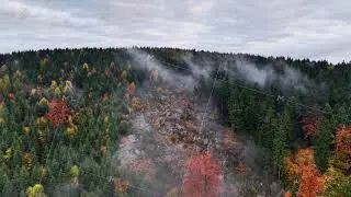 Misty autumn woods showcasing colorful leaves and textured canopy