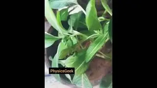 Recovery of Vinca Plant @physicsgeek