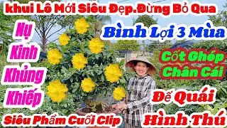 🌼18/1☎️0392 974 927👉Chị Út🌲Mai Vàng Giá Rẻ🌲Khui Lô Mai Bình Lợi 3 Mùa Nụ Kinh Khủng Khiếp Đế Đẹp Rẻ 