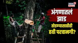 Tree Cutting Permission। तुमच्या जागेतील झाड तोडायचंय? मग तरीही घ्यावी लागणार परवानगी | N18V
