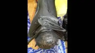 Megabat, flying fox baby in care - 01/2013