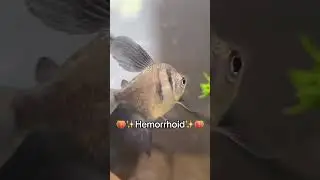 NEW FISH NAMES‼️#viral #shorts #fish #funny
