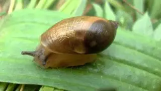 Snail's heart beating (Succinea sp.)