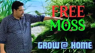 How to Grow Moss at Home 🌱 | Easy DIY Moss Growing Tips for Aquariums & Terrariums (Indian Style)