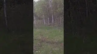 Олень бродит в кустах. Deer in the bushes.