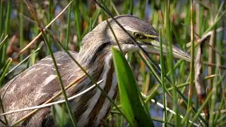 American Bittern (Botaurus lentiginosus)
