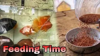 Albino Koi Guppies Temporary Setup || Feeding All Fishes At The Store