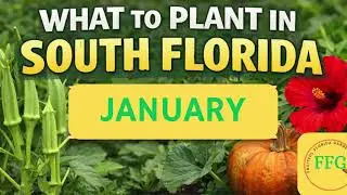 What to Plant in South Florida in January | Zone 10a & 10b Gardening